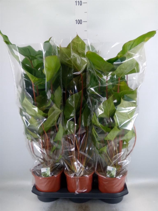 <h4>Homalomena rubescens 'Maggy'</h4>