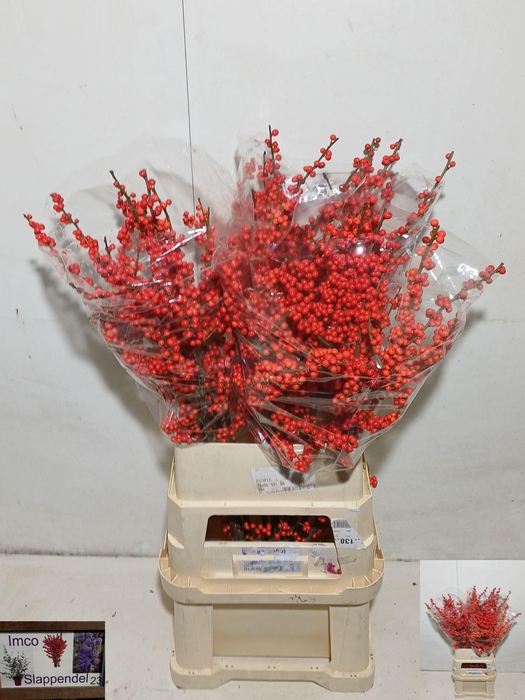 <h4>ILEX VE RODE BES</h4>