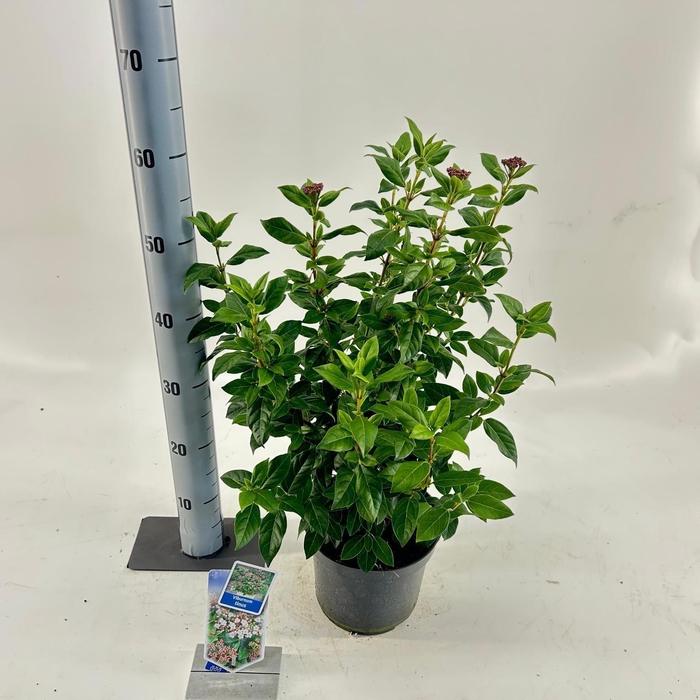 <h4>Viburnum tinus</h4>