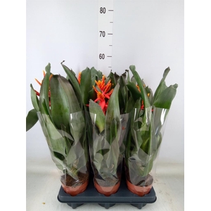 Aechmea  'Pepita Elegant Flames'