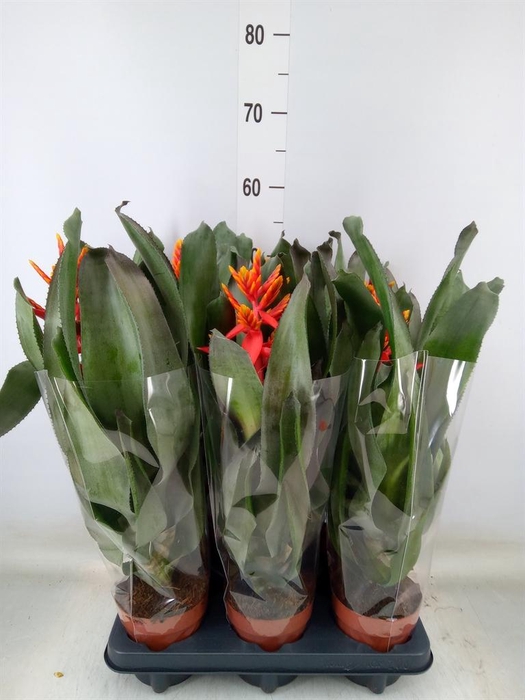 <h4>Aechmea 'Pepita Elegant Flames'</h4>