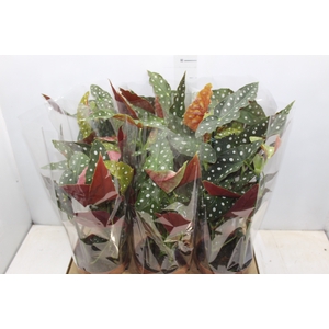 BEGONIA MACULATA P17 PO