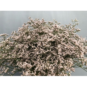 Limonium Tall Pink Emille