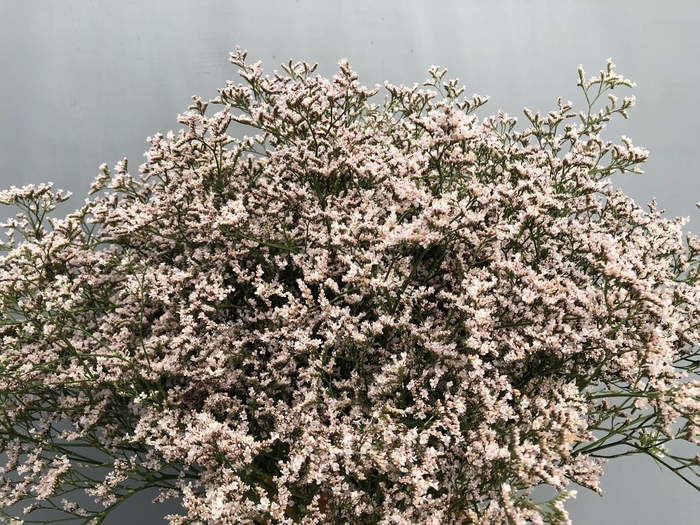 <h4>Limonium Tall Pink Emille</h4>