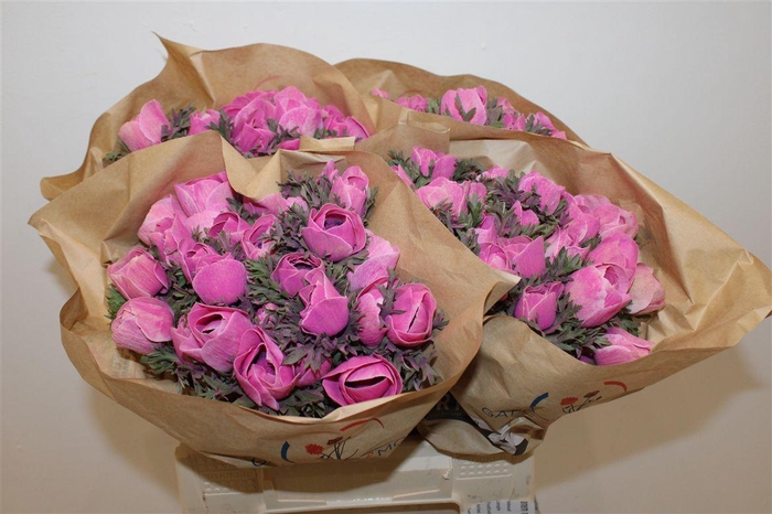 <h4>Anem Marianne Powder Fuchsia</h4>