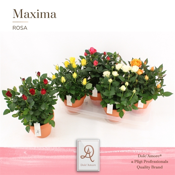 <h4>Potroos Mix P14 Dolc'Amore® Terracotta Keramiek</h4>