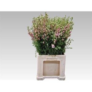 CONS R.Q. LIGHT PINK