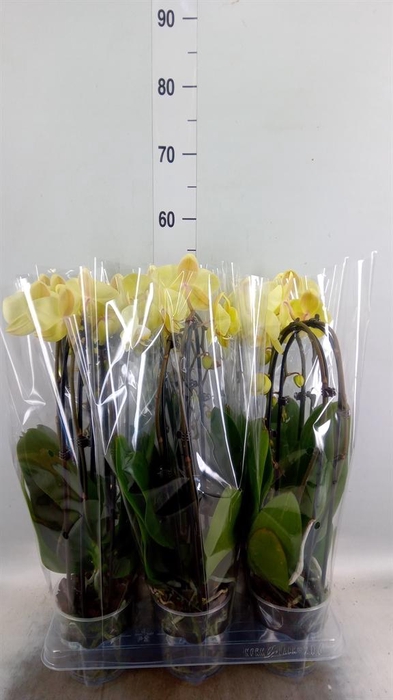 <h4>Phalaenopsis  'Elegant Cascade'</h4>