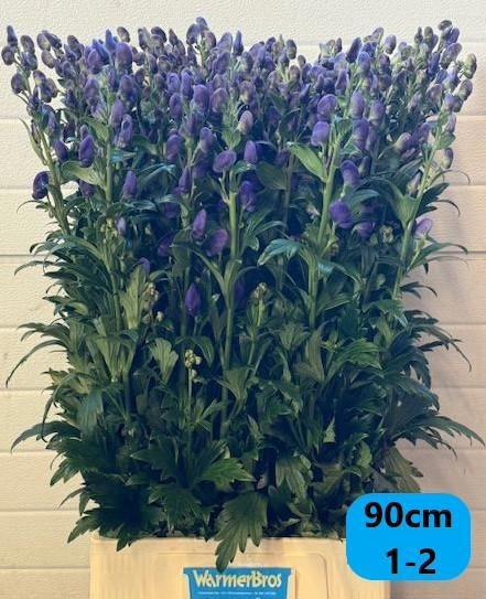 <h4>ACONI CAR ARENDSII</h4>