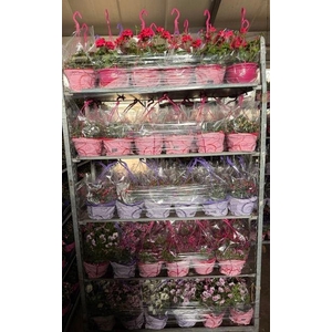 HANGING BASKETS
