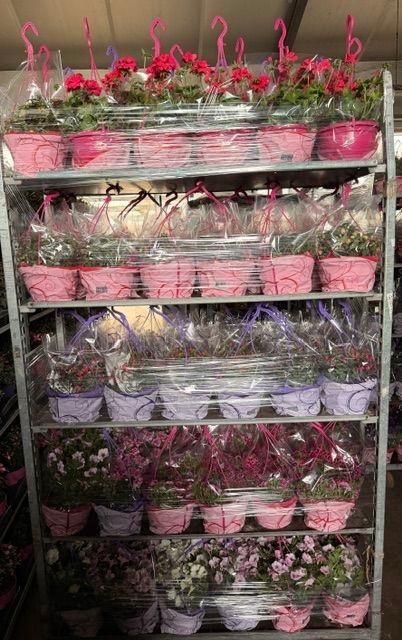 <h4>HANGING BASKETS</h4>
