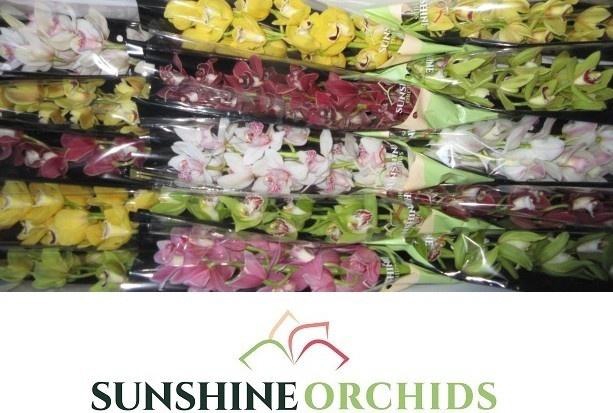 <h4>CYMB MI GEM</h4>