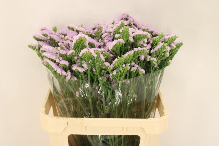 <h4>LIM S TESSA LAVENDER</h4>