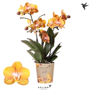 Kolibri Orchids Phalaenopsis Jewel Las Vegas 3 spike