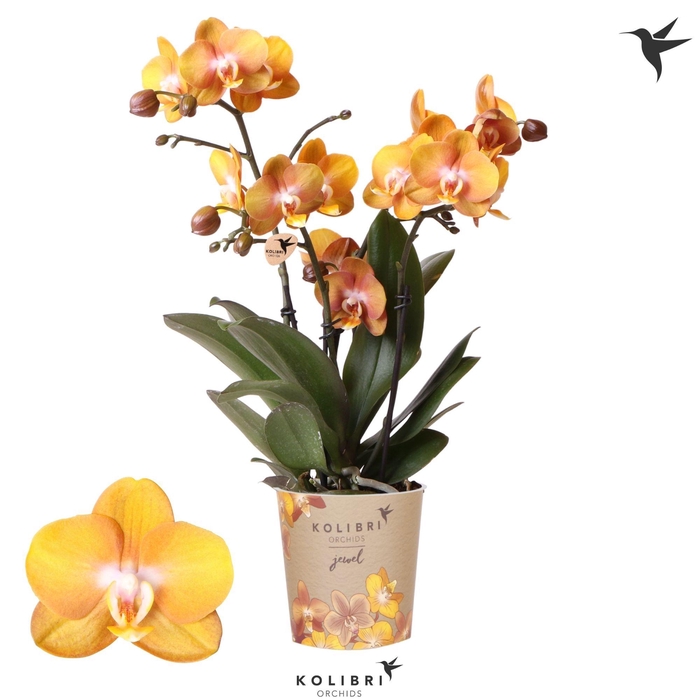 <h4>Kolibri Orchids Phalaenopsis Jewel Las Vegas 3 spike</h4>