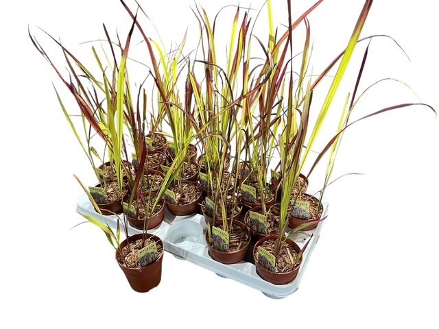 <h4>IMPE CY RED BARON</h4>