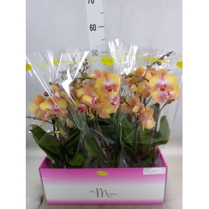 Phalaenopsis   ...yellow