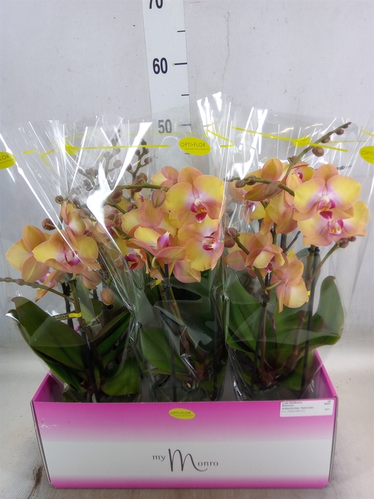 <h4>Phalaenopsis   ...yellow</h4>