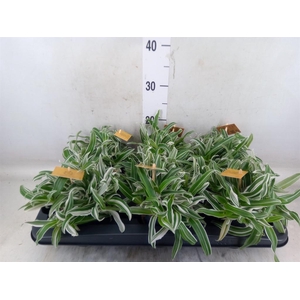 Murdannia loriformis 'Alba Aquilon'