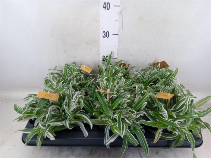 <h4>Murdannia loriformis 'Alba Aquilon'</h4>