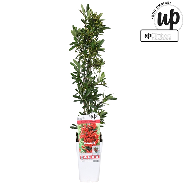 <h4>Pyracantha coccinea 'Red Star' P15</h4>