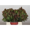 Leucadendron Highlight