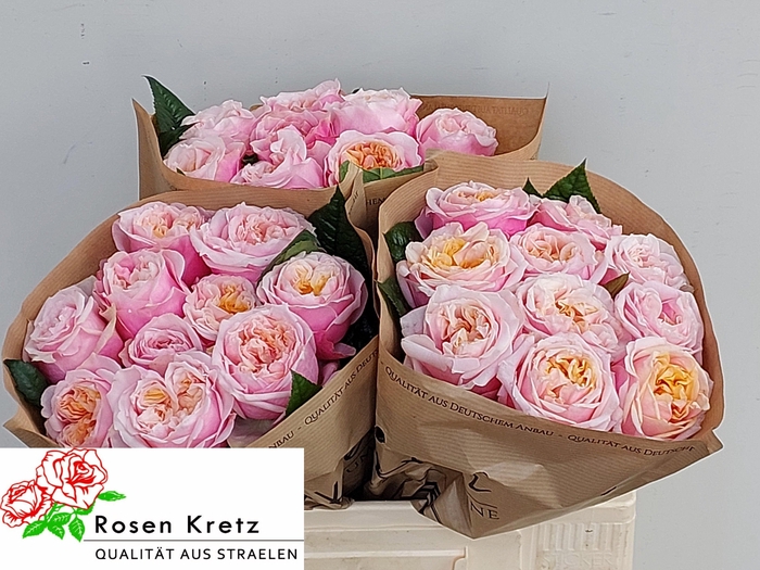 <h4>R GR NOTTING HILL</h4>