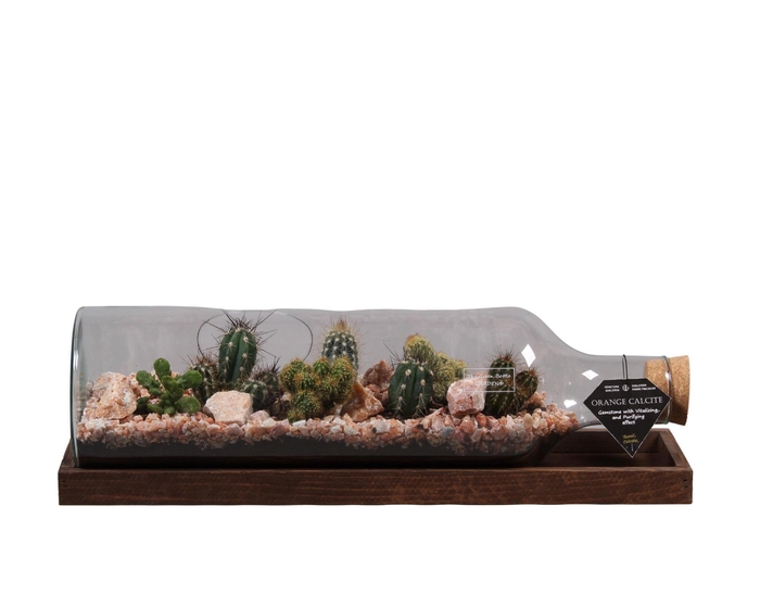 <h4>Green Bottle Fles Large liggend met Cactussen</h4>