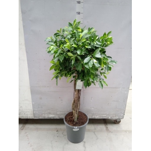 Ficus   ...
