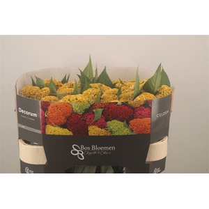 Celosia C Act Inca Yellow