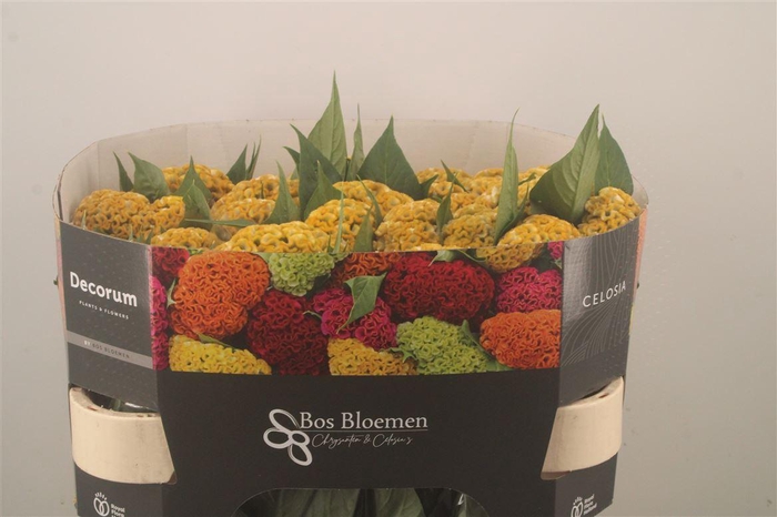 <h4>Celosia C Act Inca Yellow</h4>