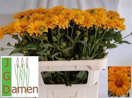 <h4>Heliopsis Helian Miami</h4>
