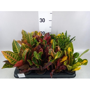 Codiaeum var. KL   ...