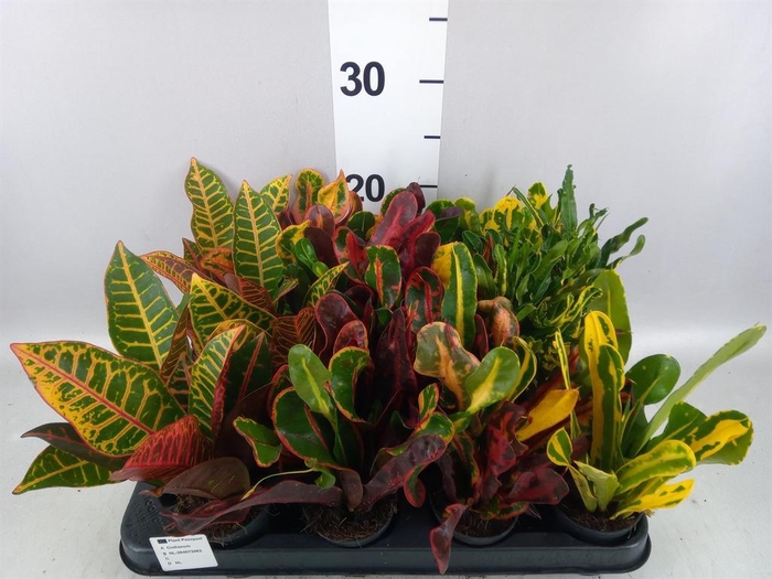 <h4>Codiaeum var. KL   ...</h4>
