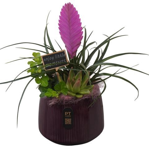 <h4>PTIB5177 Arrangement Indoor in keramiek pot</h4>