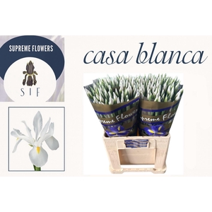 IRIS CASABLANCA