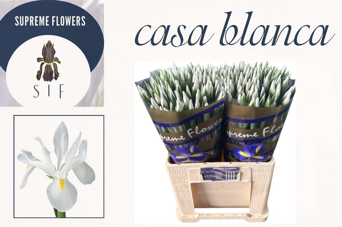<h4>IRIS CASABLANCA</h4>