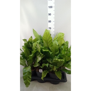 Asplenium nidus