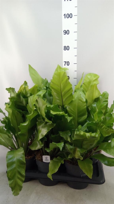 <h4>Asplenium nidus</h4>