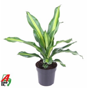 Dracaena Burley kopstek P17