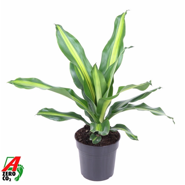 <h4>Dracaena Burley kopstek P17</h4>