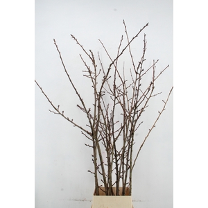 PRUNUS  SERRULATA PER STEM 180CM