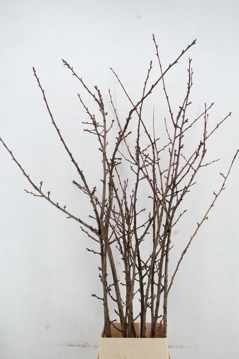 <h4>PRUNUS X SERRULATA PER STEM 180CM</h4>