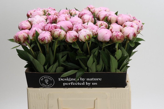 <h4>Paeonia Sarah Bernhardt</h4>