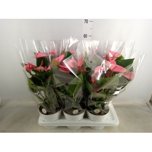 Anthurium andr. 'Pink Champion'