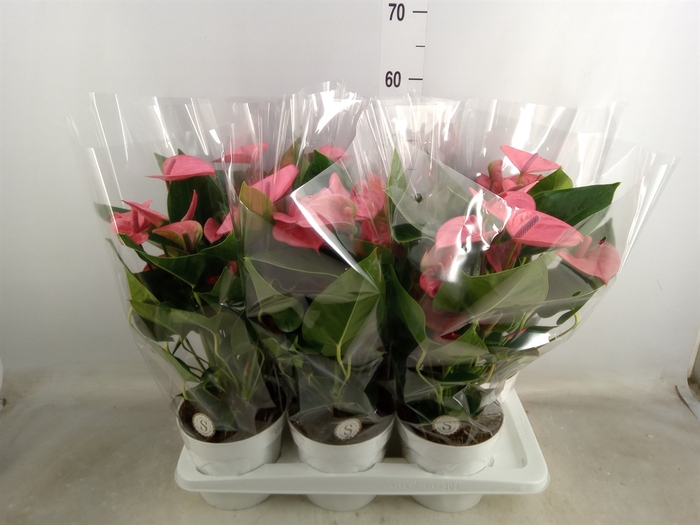 <h4>Anthurium andr. 'Pink Champion'</h4>