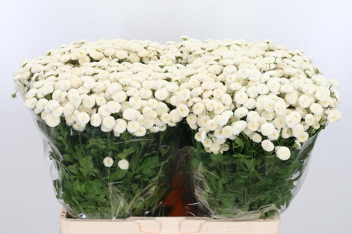 <h4>Tana Pa Rio</h4>