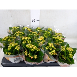 Kalanchoe blos. 'RosDon Pedro'