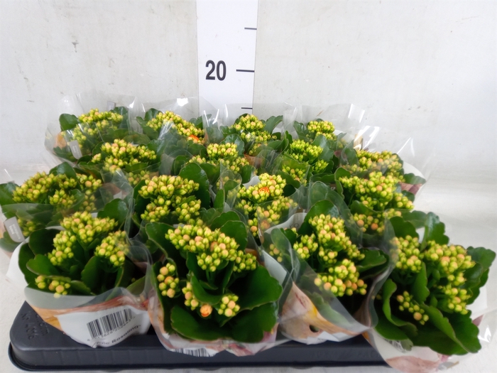<h4>Kalanchoe blos. 'RosDon Pedro'</h4>