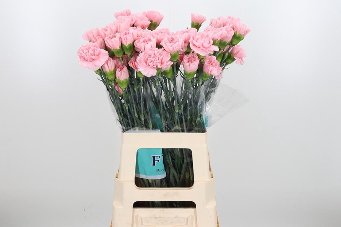 <h4>Di St Aisha</h4>